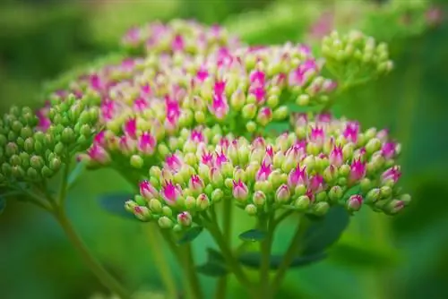 Wanneer bloeit de sedum?