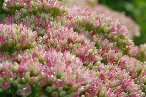 stonecrop waterlogging