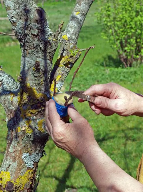 Refine avocado: How to promote branching and fertilization