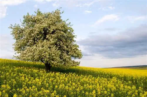 Pear tree self-pollinating