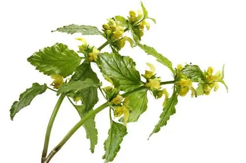 Golden nettle profile: Everything you need to know about the plant