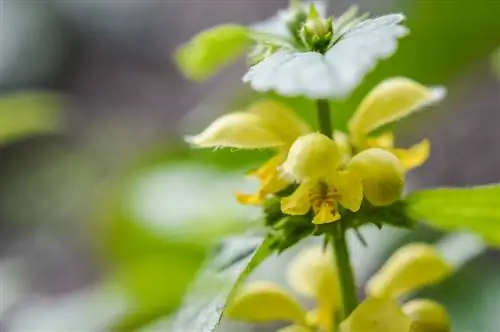 L'ortica dorata fiorisce in estate? Tutte le informazioni a colpo d'occhio