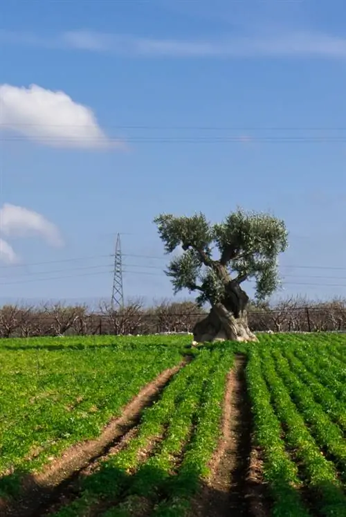 עידן עץ האגס