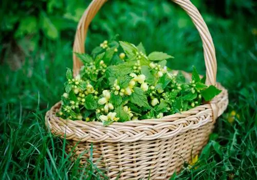 Eat golden nettle