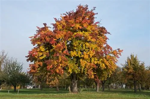 Pear tree size