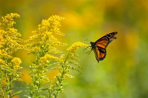 Goldenrod: η φροντίδα, η κοπή και ο πολλαπλασιασμός γίνονται εύκολα