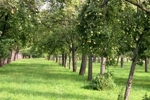 Perenboom standaard stam