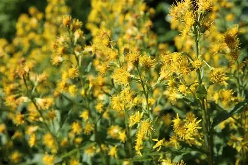 Goldenrod ในสวน: ทำเลไหนเหมาะ?