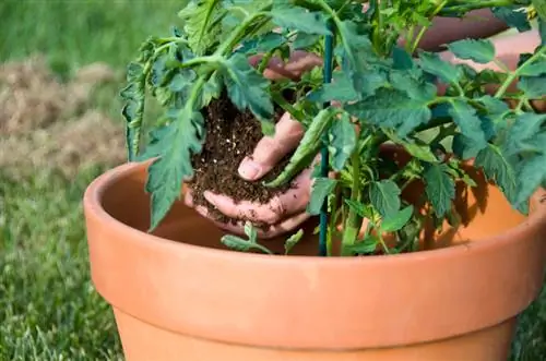 Tomatoes in a pot