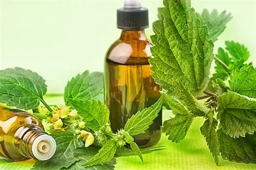 Golden Nettle: Use in cooking, gardening and medicine