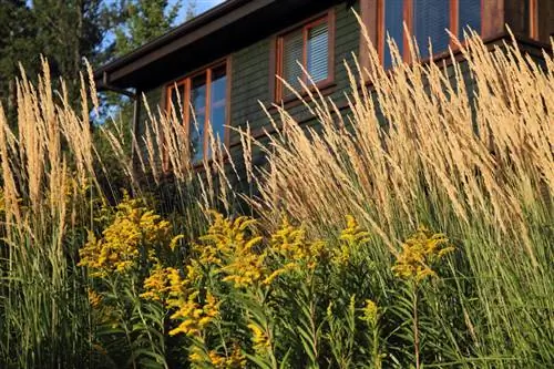 Goldenrod in die tuin