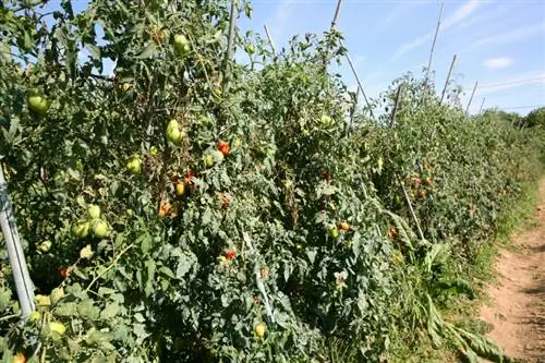 Tomatoes outdoors