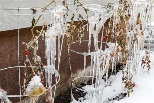 Pomidorai žiemą: taip jie išgyvena š altą temperatūrą