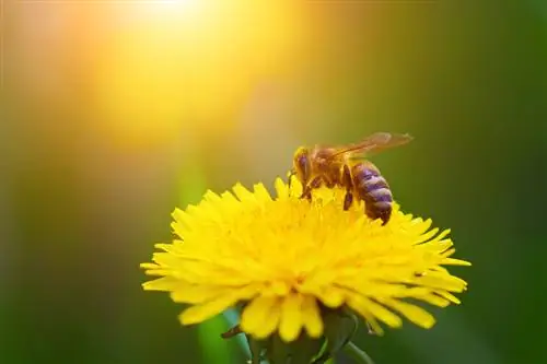 Smørblomst og løvetann: er de like?