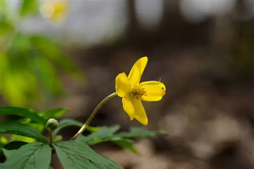 Boterbloemenfamilie: kenmerken en bijzondere kenmerken