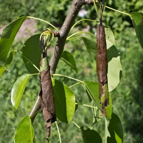 Տանձի ծառի վնասատու