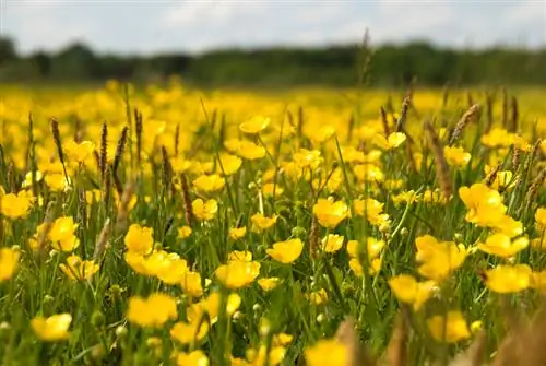 Keluarga tumbuhan Buttercup: Temui keluarga buttercup