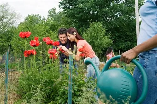 Watering Turkish poppies