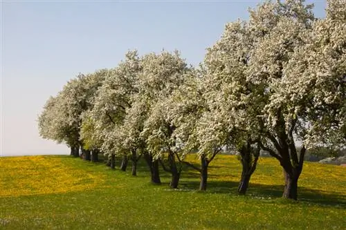 Pear tree half trunk: mga pakinabang, pag-aalaga at pag-aani ay naging madali