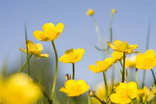 Buttercup u profilu: Šta treba da znate?