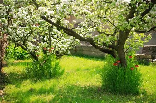 Een perenboom planten: een locatie kiezen voor een succesvolle oogst