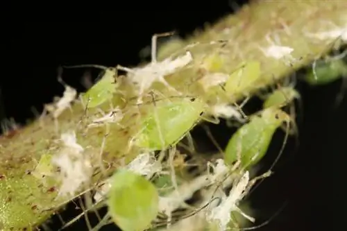 Luizen aan de perenboom? Succesvolle preventie en behandeling