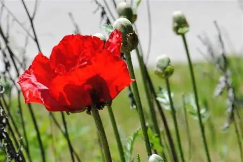 Turkish poppy pruning