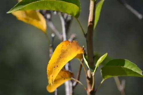 मेरे नाशपाती के पेड़ की पत्तियाँ पीली क्यों हैं? उत्तर एवं सुझाव