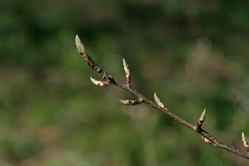 Perenboom draagt geen vrucht: oorzaken en oplossingen