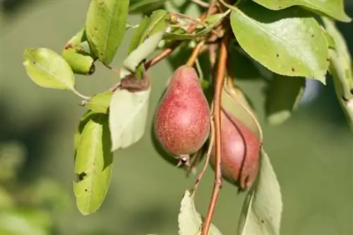 Pirnipuu kääbus