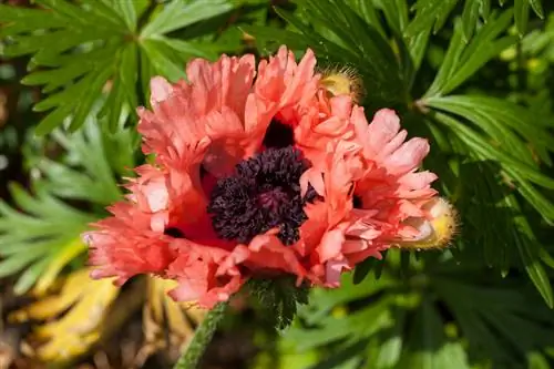 Papaver oriental perene