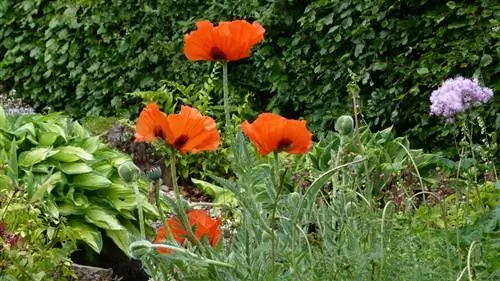 Turkse klaprozen planten: locatie, bodem en voortplanting