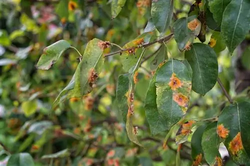 Gljivična infestacija stabla kruške: Kako je prepoznati i liječiti