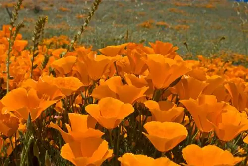 California Poppy: Zaaien voor bloeiende pracht