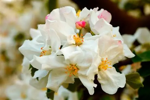 Coltivare meli: ecco come puoi farlo nel tuo giardino