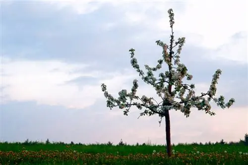 Transplant apple tree