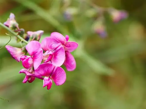 Erwtenbloemen eetbaar