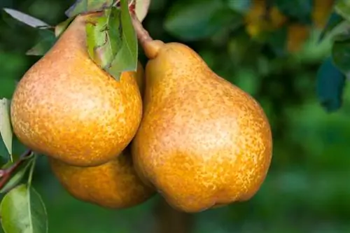 Pear tree in a bucket