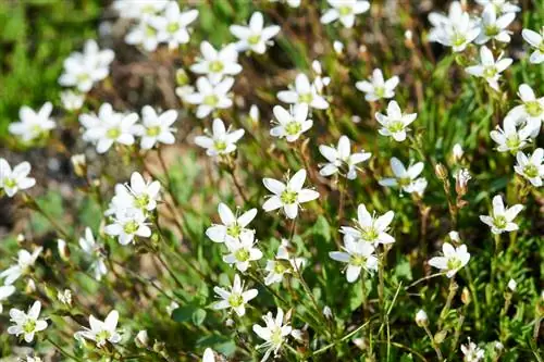 Chickweed Care: Wenke vir gesonde groei en oorvloedige blomme