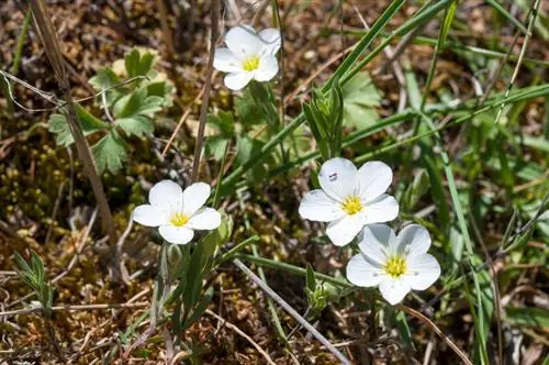 Hiverner avec succès : voici comment prendre soin du mouron en hiver