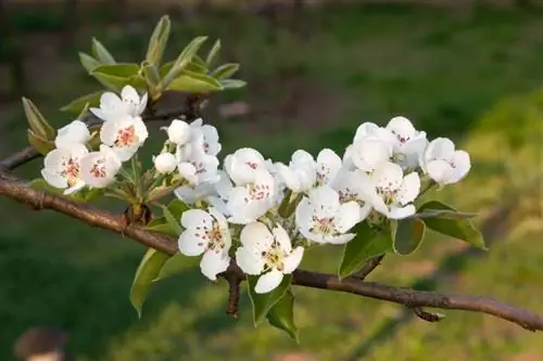 Polliniser les poiriers : c'est ainsi que vous vous assurez une récolte riche