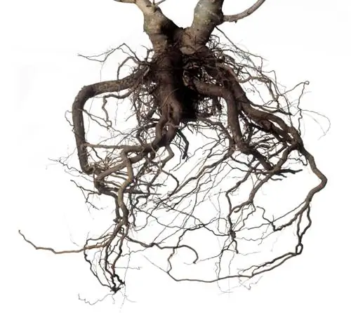 Apple tree roots