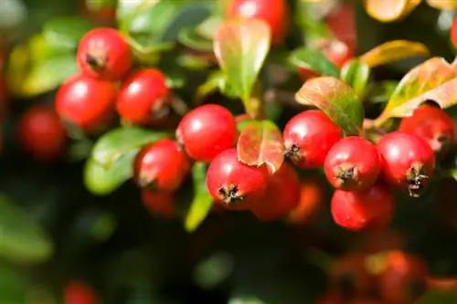 Le finte bacche sono velenose? Sicurezza nel tuo giardino