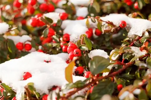 Mockberry in de sneeuw