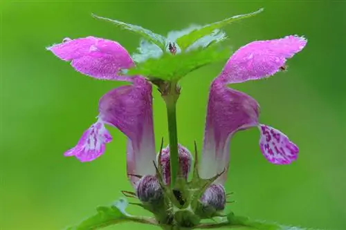 Deadnettle berbintik: profil, ciri khas dan kejadian