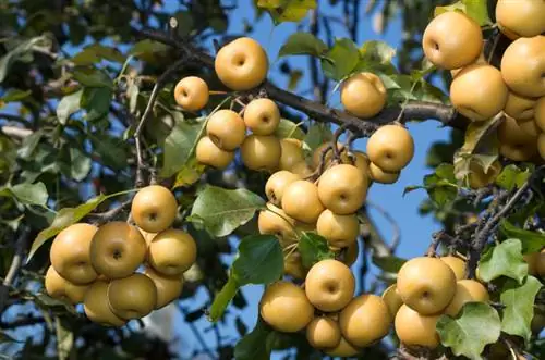 Cantuman pokok pir: Beginilah cara anda boleh melakukannya