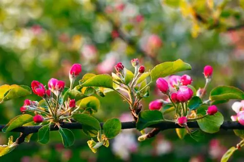 Apple tree in a pot