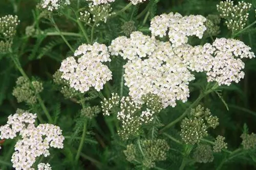 Yarrow ባህሪያት