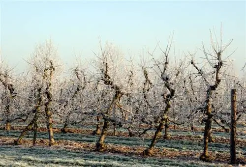 Small apple tree