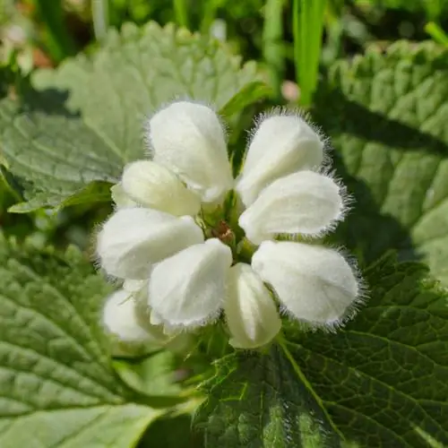 White deadnettle flowering period: spring to autumn in detail